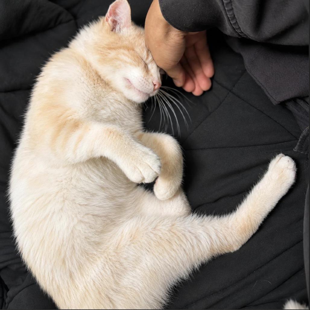 Enlarge Solly, a Adoptable Siamese in Pacific Palisades, CA image 4/4