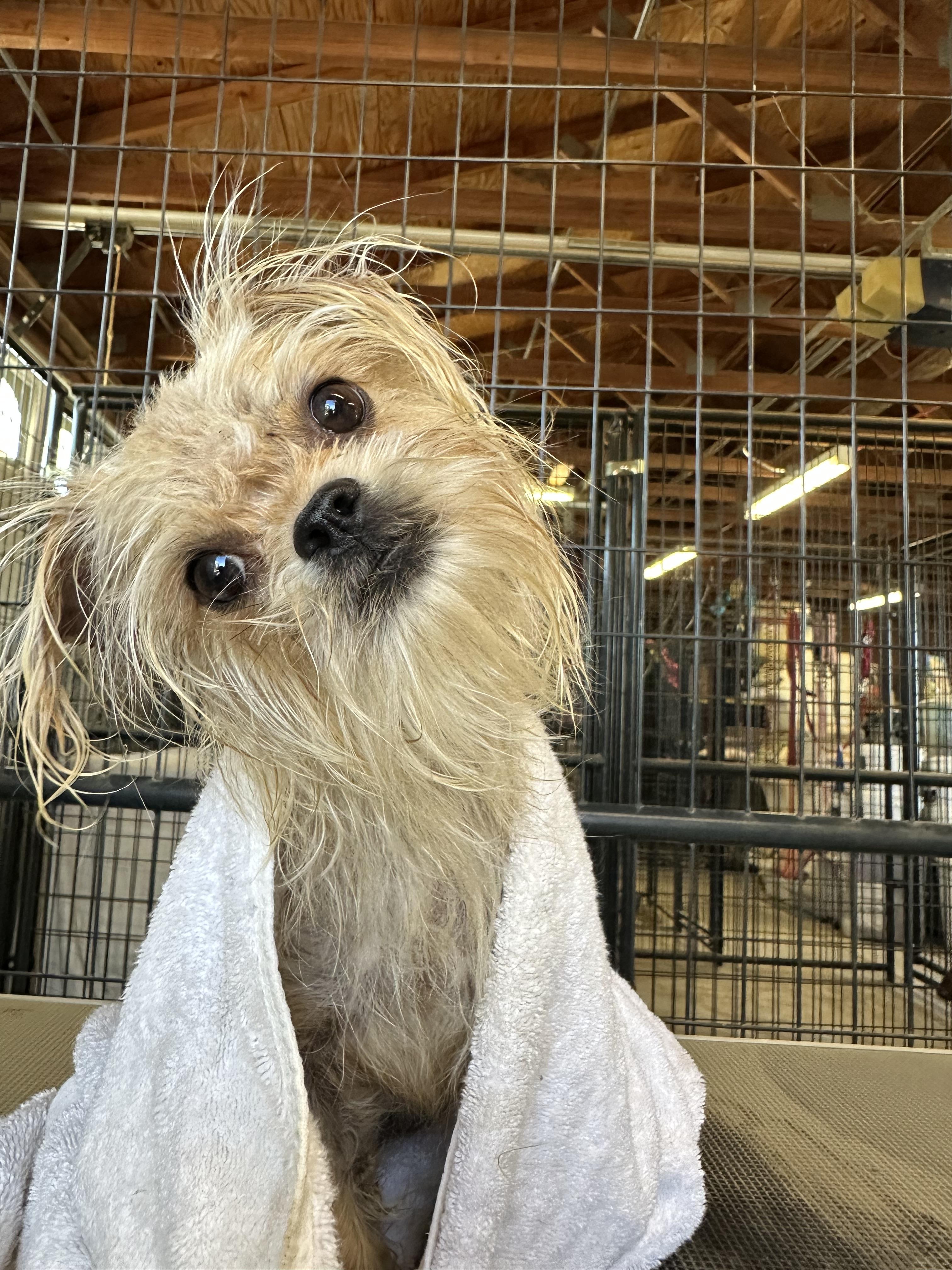 GiGi, Adoptable, Young Female Yorkshire Terrier & Terrier.