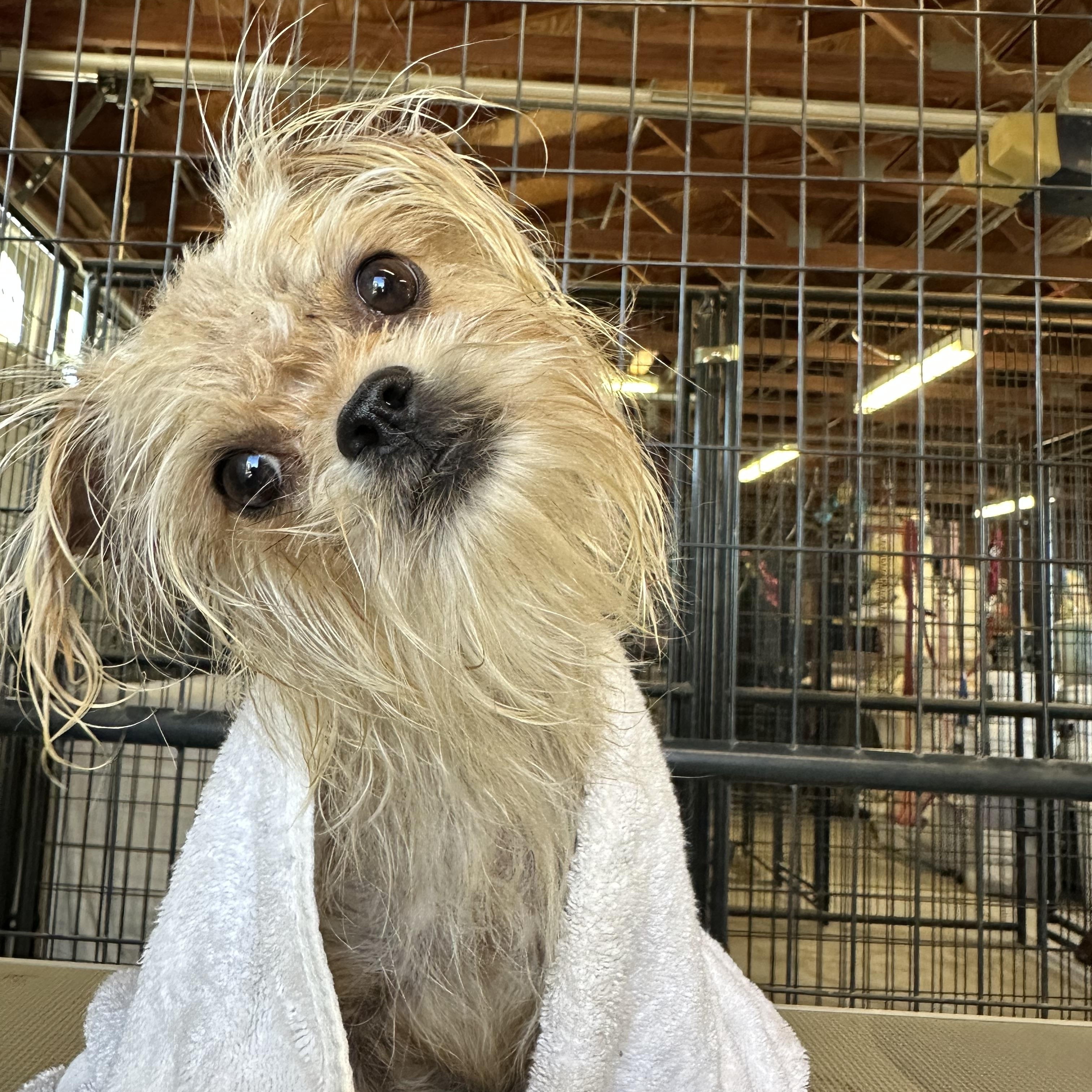 GiGi, an adopted mixed breed in Knightsen, CA image 3/6