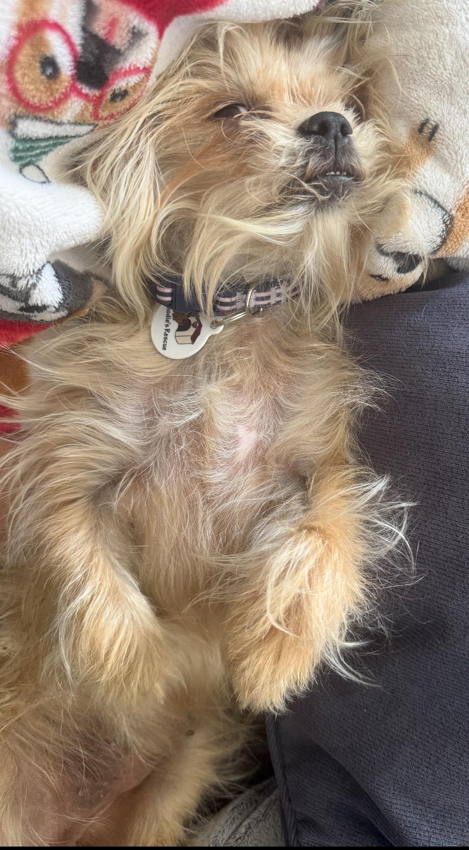 Enlarge GiGi, a Adoptable mixed breed in Knightsen, CA image 2/5