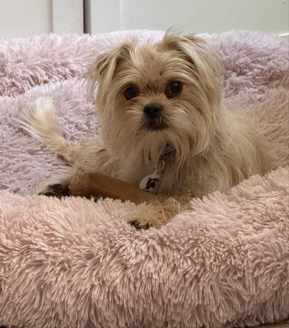 Enlarge GiGi, a Adoptable mixed breed in Knightsen, CA image 3/5