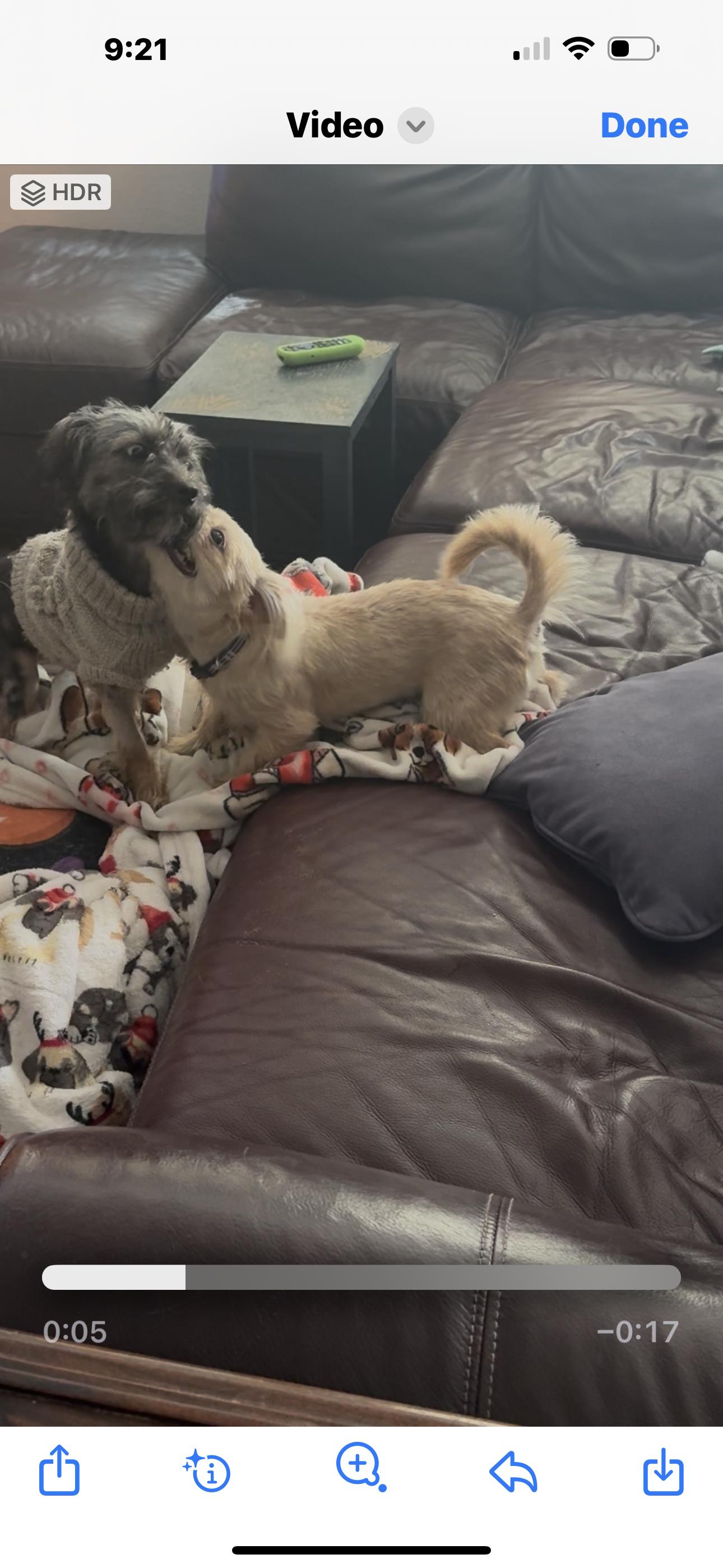 Enlarge GiGi, a Adoptable mixed breed in Knightsen, CA image 4/5