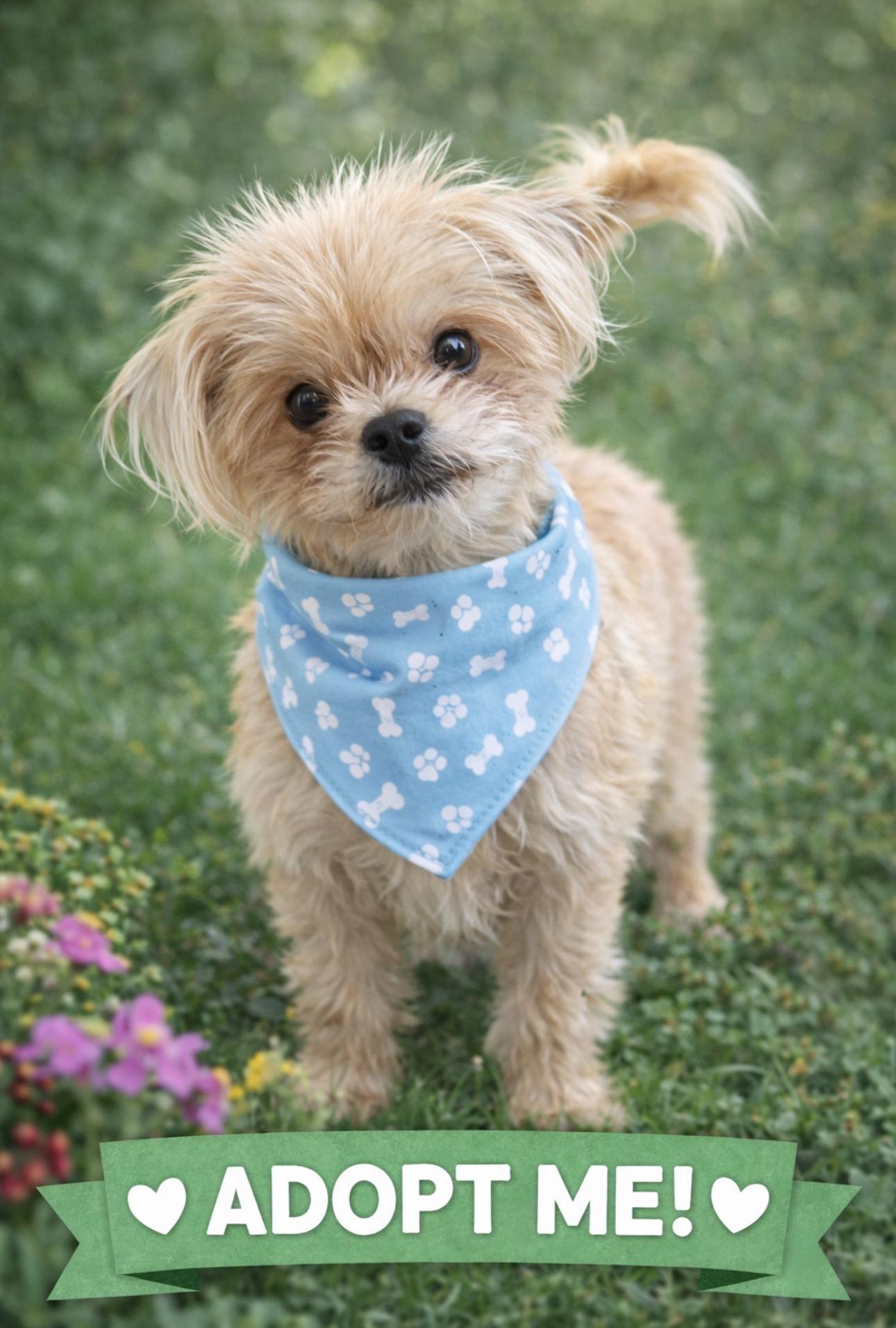 GiGi, an adopted mixed breed in Knightsen, CA image 1/6