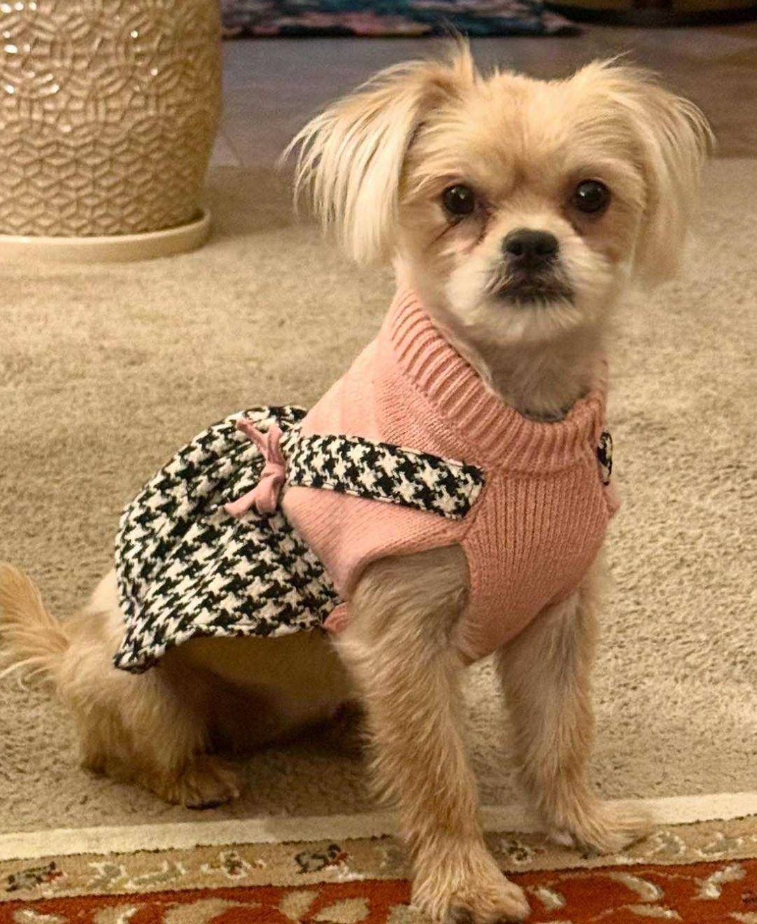 Enlarge GiGi, a Adoptable mixed breed in Knightsen, CA image 5/5