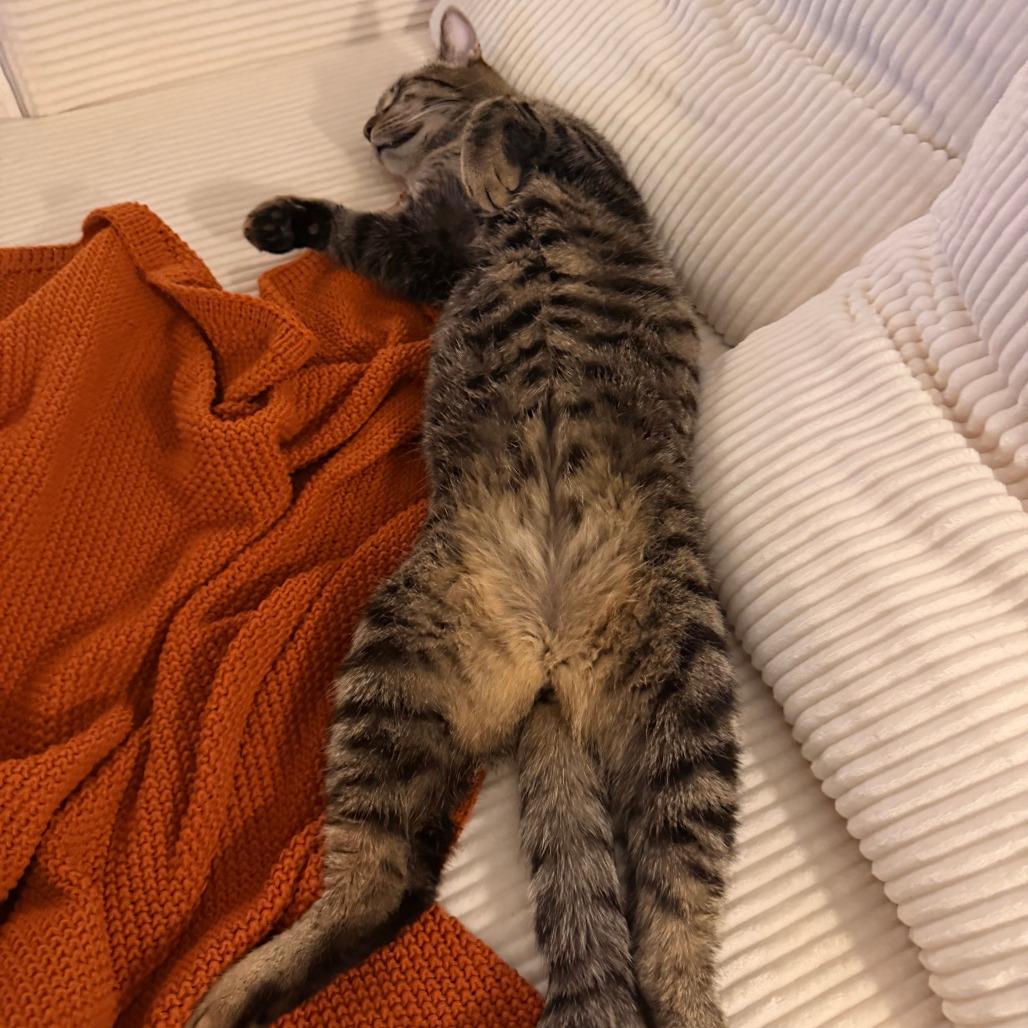 Enlarge Ramsey, a Adoptable Domestic Short Hair in New York, NY image 1/6