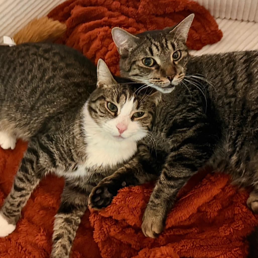 Enlarge Ramsey, a Adoptable Domestic Short Hair in New York, NY image 2/6