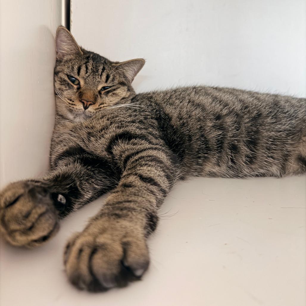 Enlarge Ramsey, a Adoptable Domestic Short Hair in New York, NY image 3/6