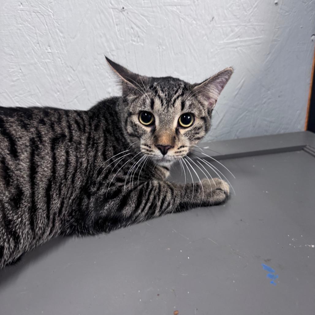 Enlarge Ramsey, a Adoptable Domestic Short Hair in New York, NY image 4/6