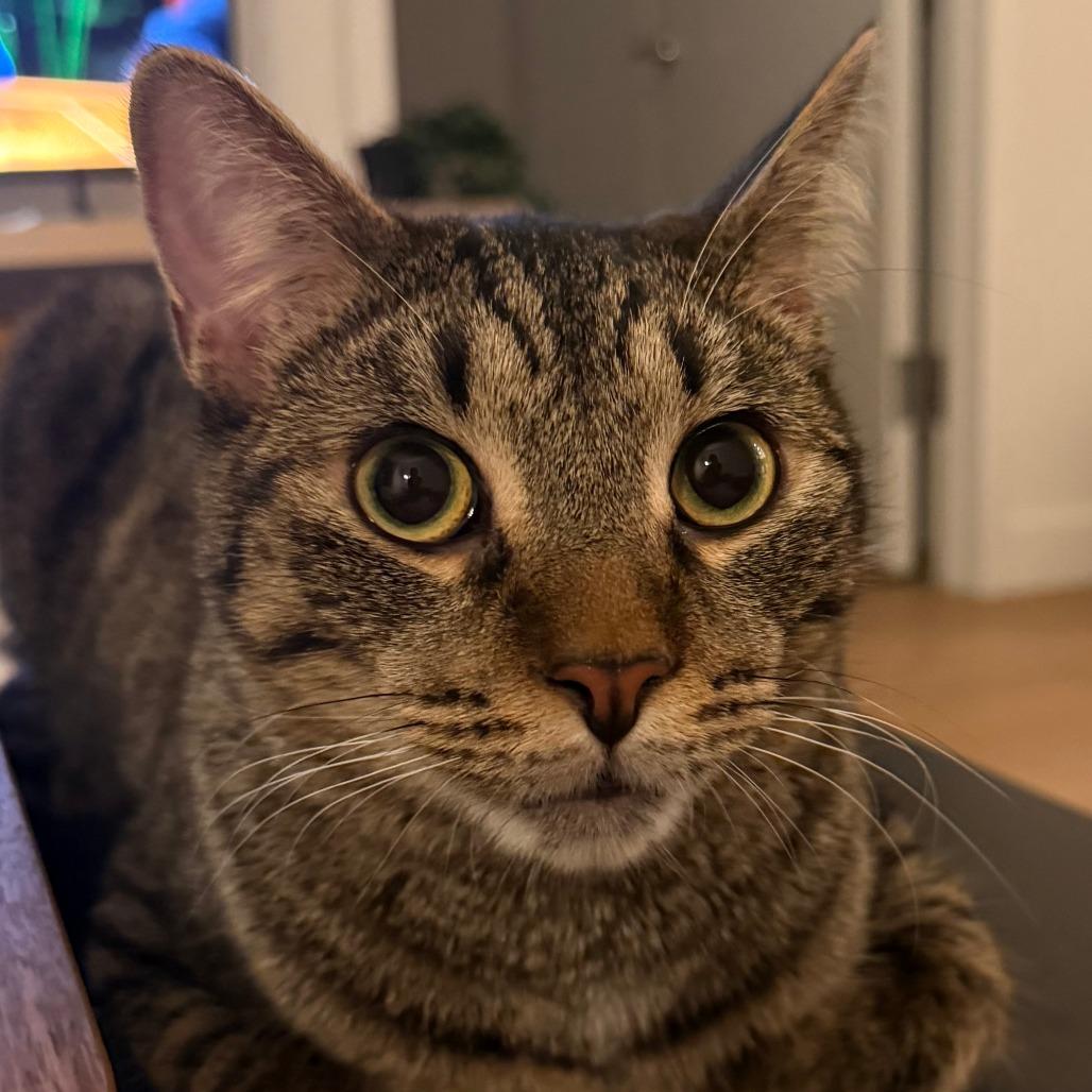 Enlarge Ramsey, a Adoptable Domestic Short Hair in New York, NY image 5/6