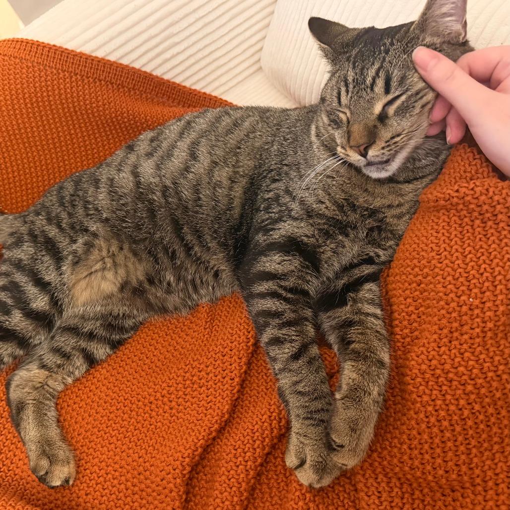 Enlarge Ramsey, a Adoptable Domestic Short Hair in New York, NY image 6/6