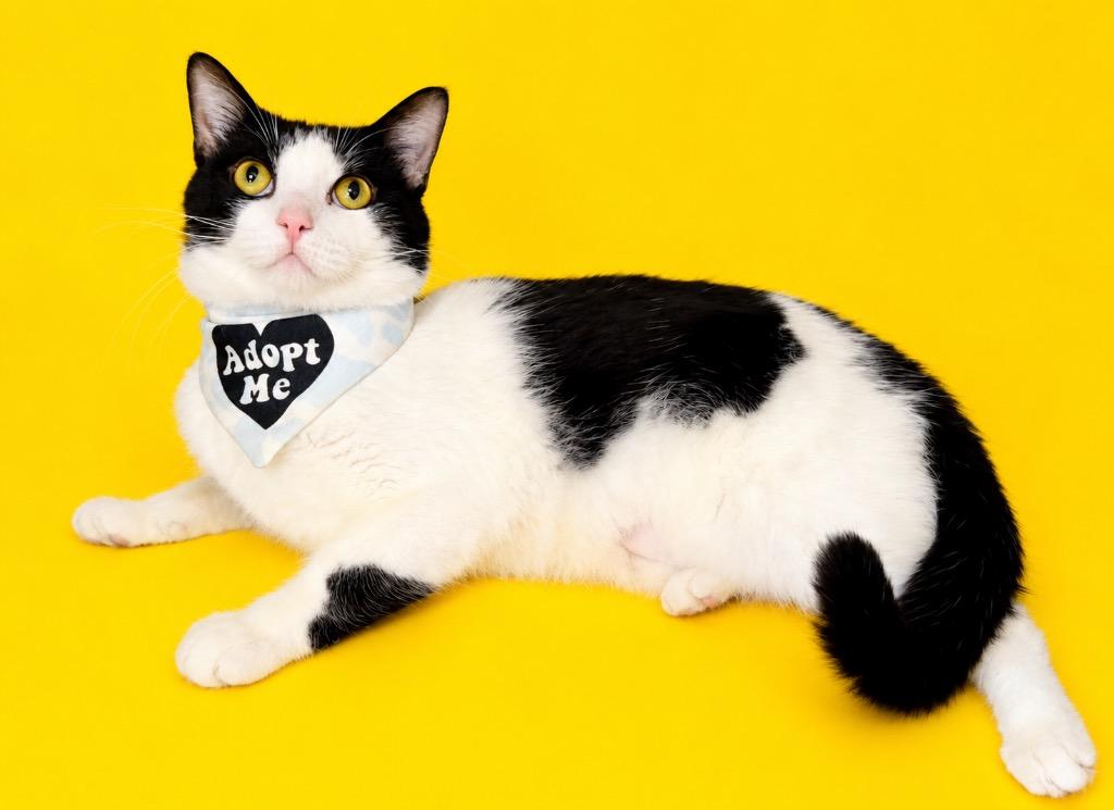 Franko, Adoptable, Young Male Domestic Short Hair.