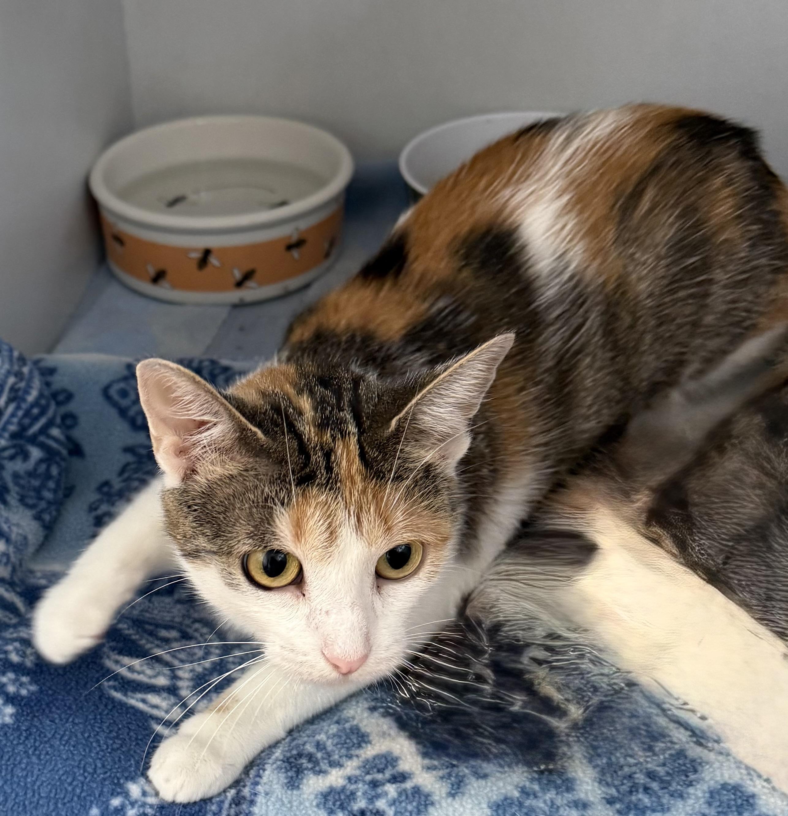 Enlarge Diamond, a ADOPTABLE Domestic Short Hair in Mauston, WI image 1/1