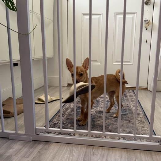 Enlarge Keto, a ADOPTABLE mixed breed in Las Vegas, NV image 6/6