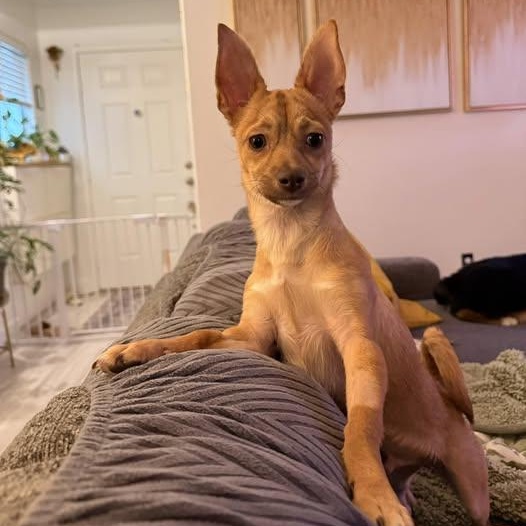 Enlarge Keto, a ADOPTABLE mixed breed in Las Vegas, NV image 5/6