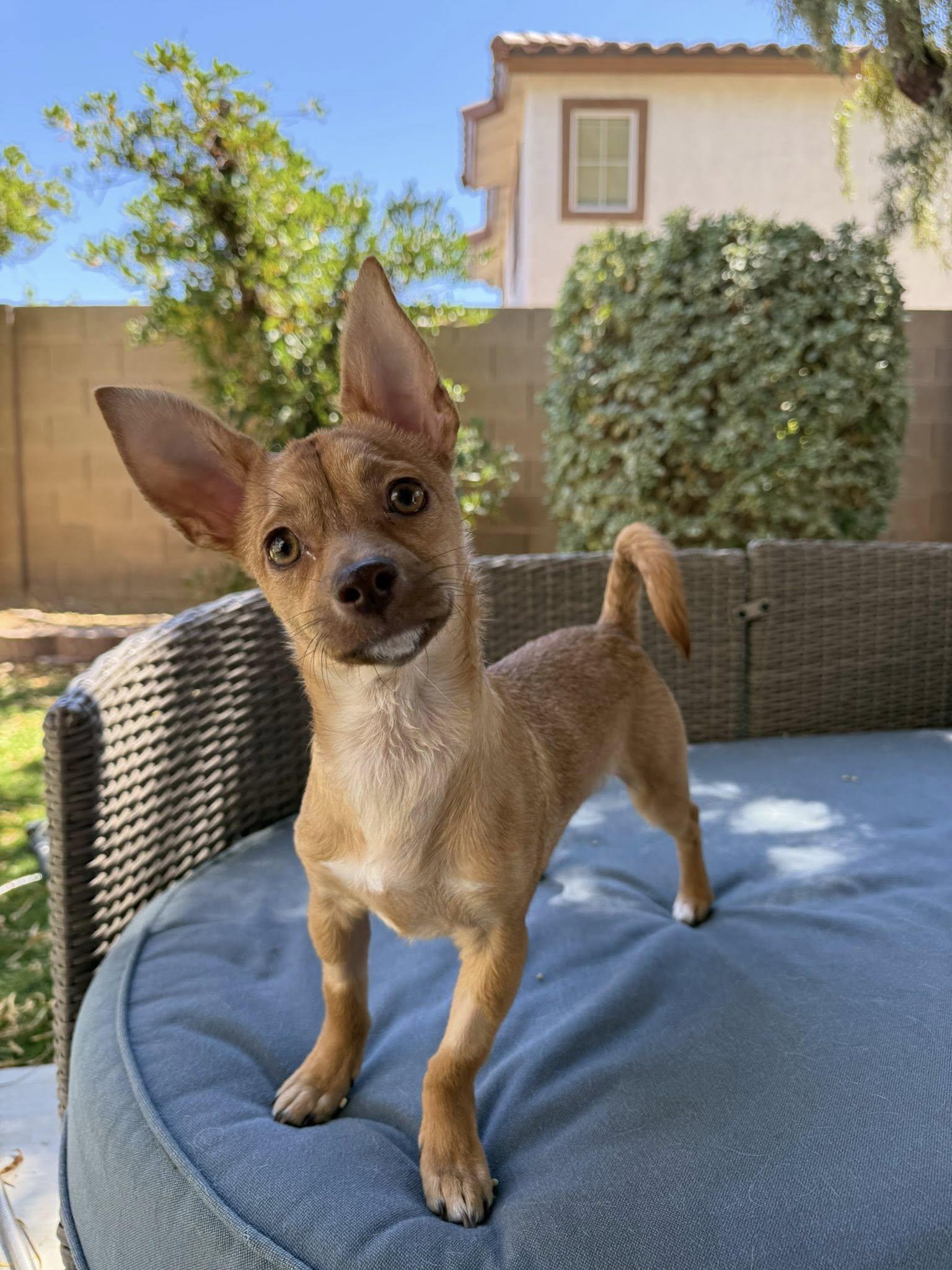 Keto, ADOPTABLE, Puppy Male Chiweenie.