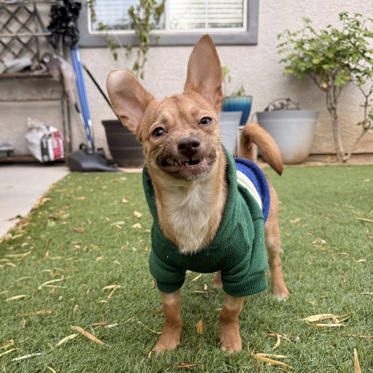 Enlarge Keto, a ADOPTABLE mixed breed in Las Vegas, NV image 4/6