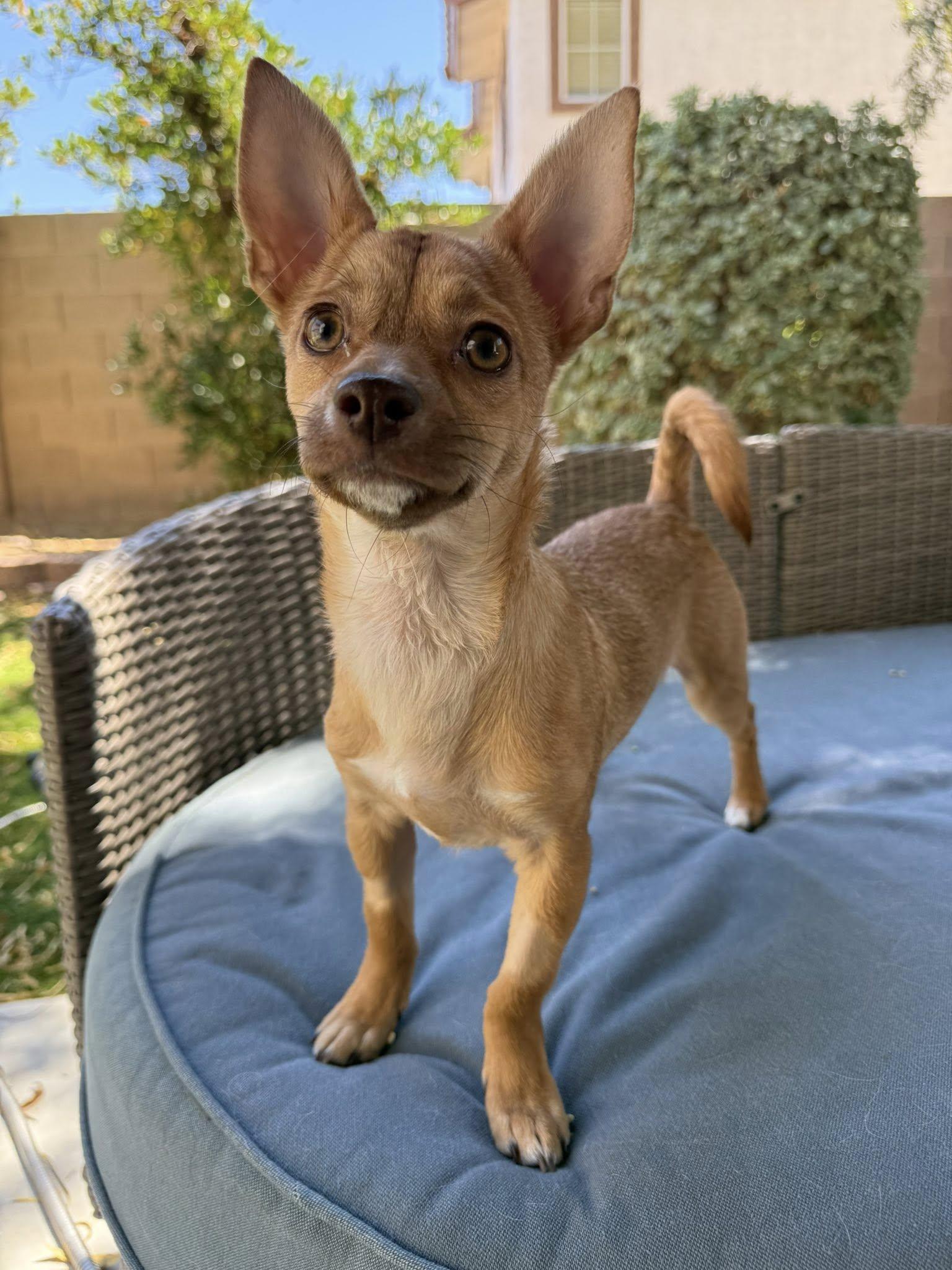 Enlarge Keto, a ADOPTABLE mixed breed in Las Vegas, NV image 2/6