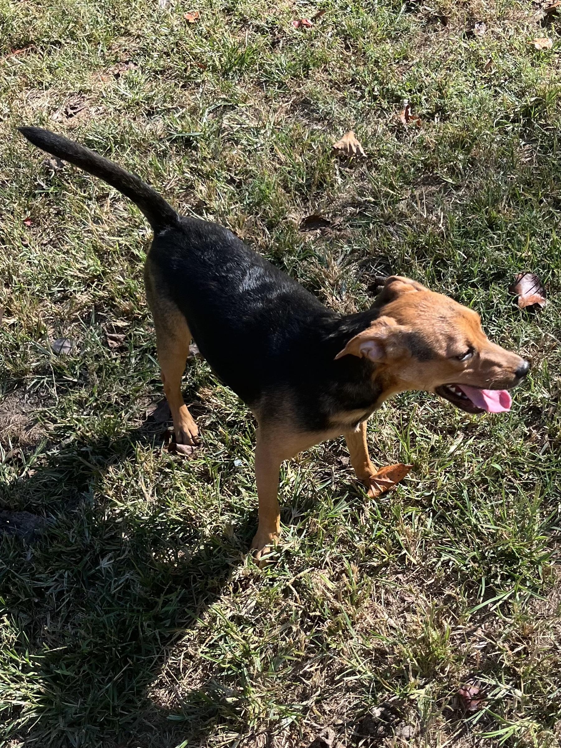 Enlarge Beans, a Adoptable mixed breed in Rock Hill, SC image 2/5