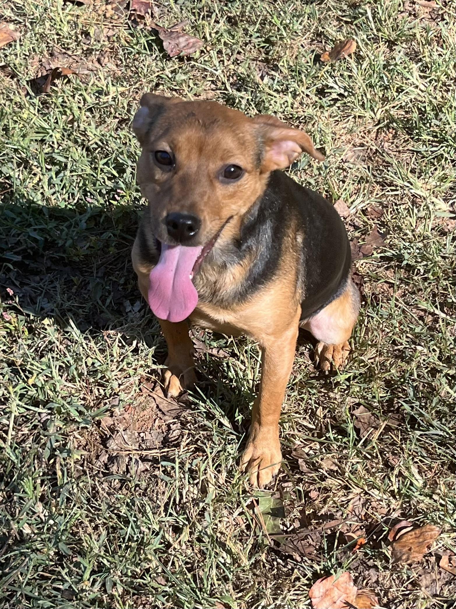Beans, Adoptable, Young Male Beagle & Feist.