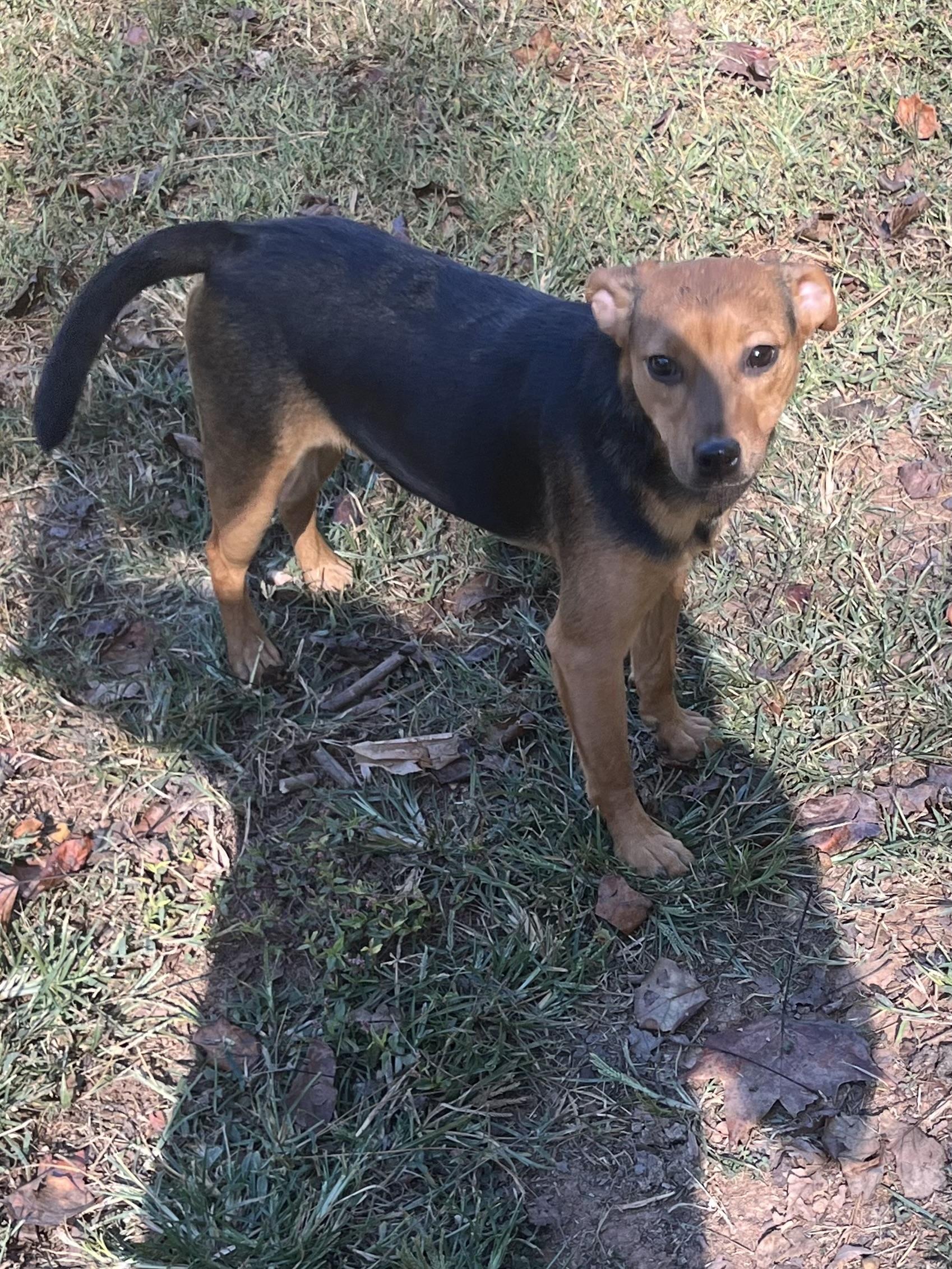 Enlarge Beans, a Adoptable mixed breed in Rock Hill, SC image 3/5