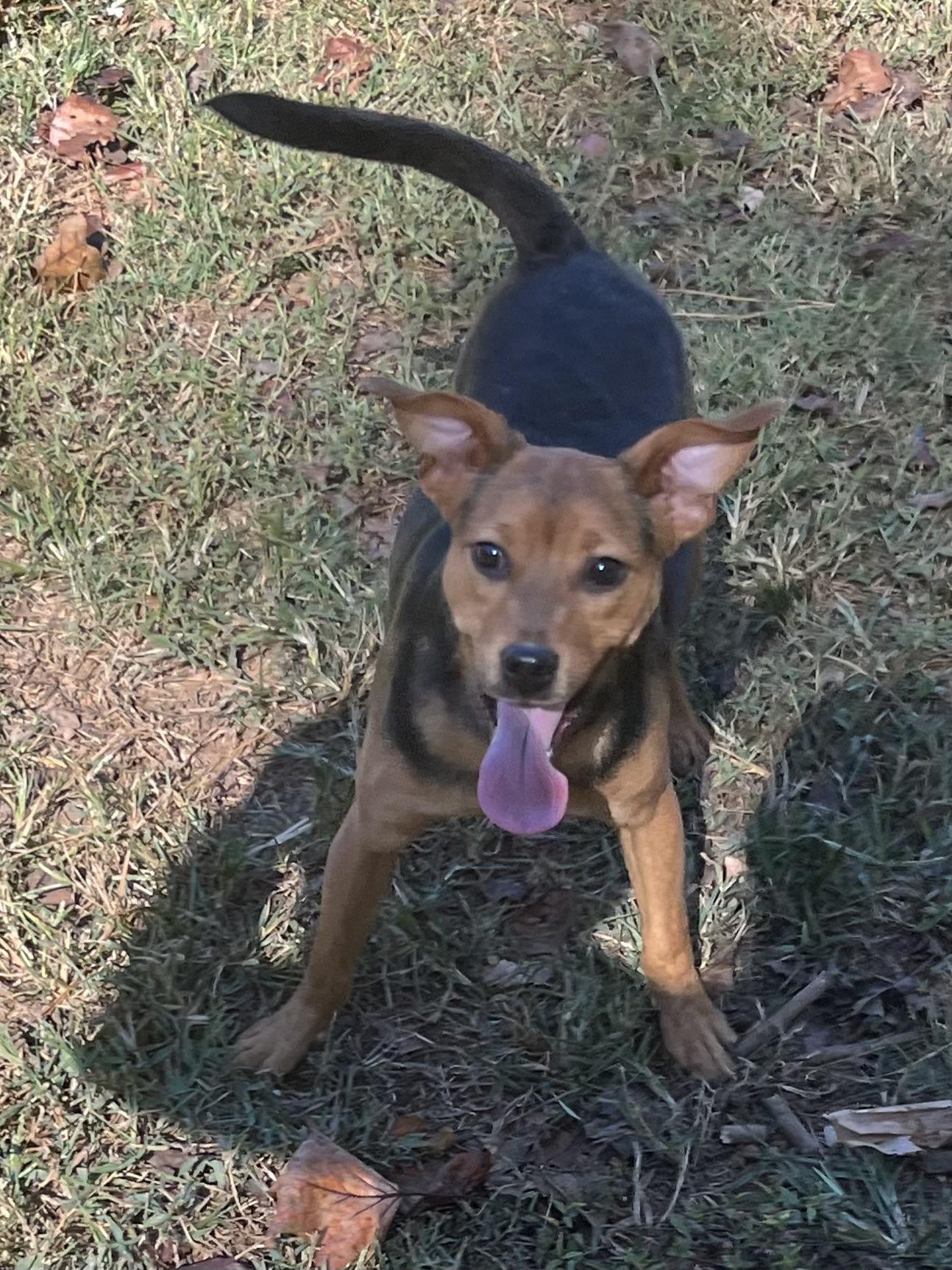 Enlarge Beans, a Adoptable mixed breed in Rock Hill, SC image 4/5