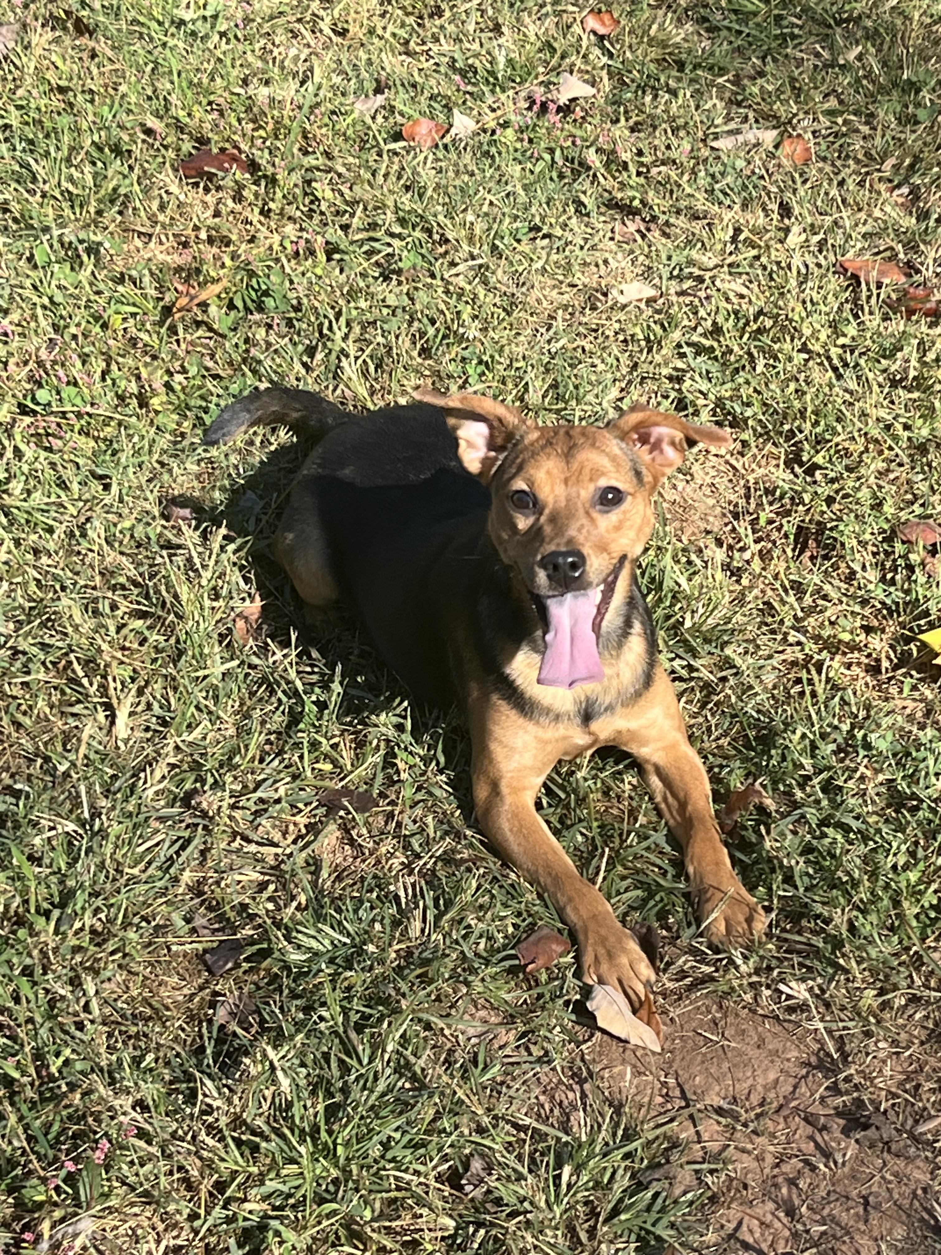 Enlarge Beans, a Adoptable mixed breed in Rock Hill, SC image 5/5