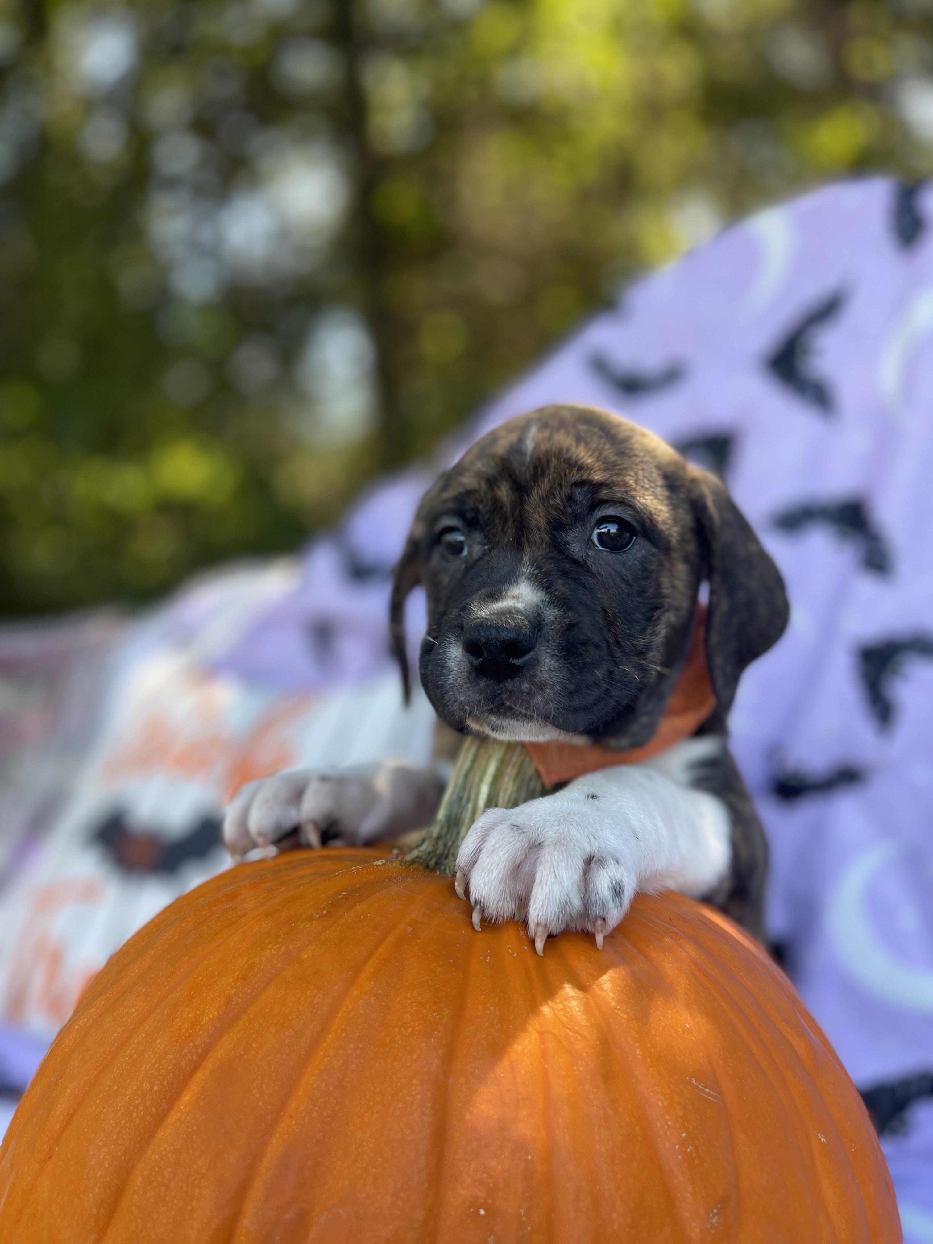 Enlarge Winnie, a Adopted mixed breed in Sebring, FL image 6/6