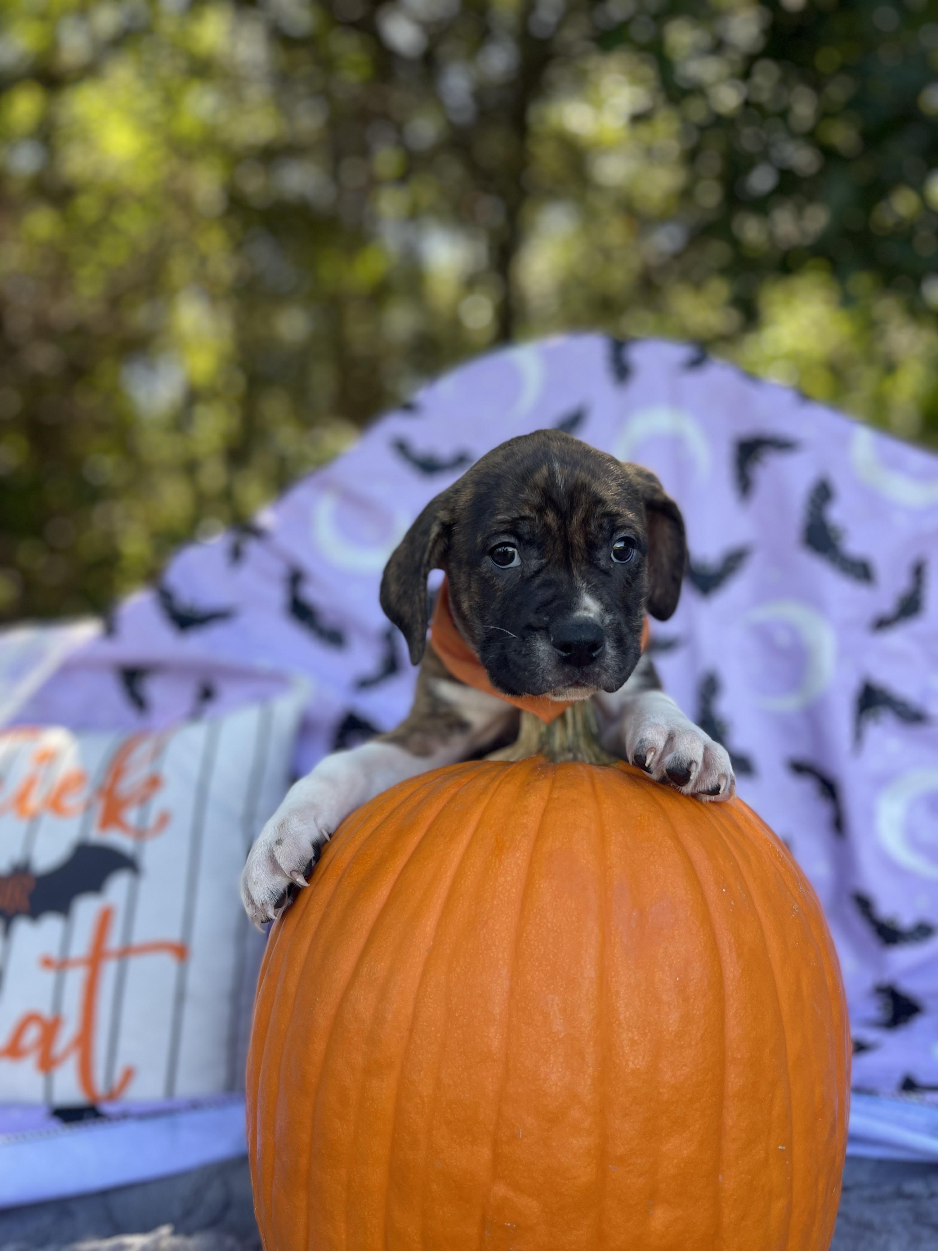 Enlarge Winnie, a Adopted mixed breed in Sebring, FL image 4/6