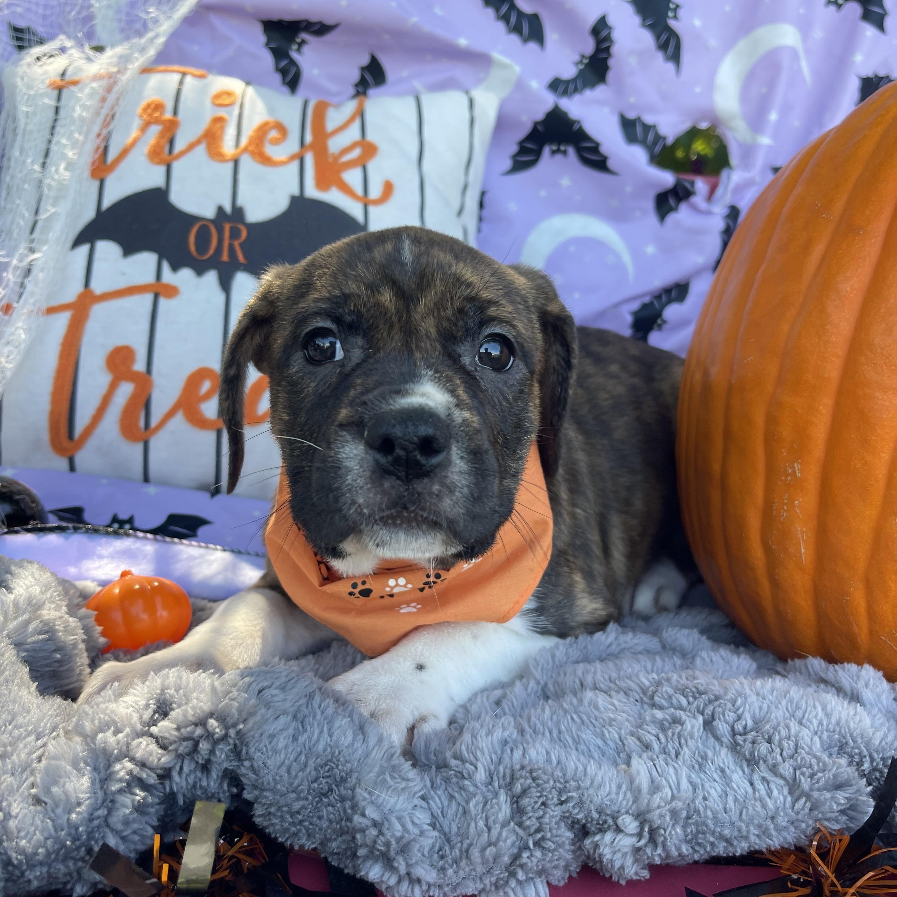 Enlarge Winnie, a Adopted mixed breed in Sebring, FL image 3/6