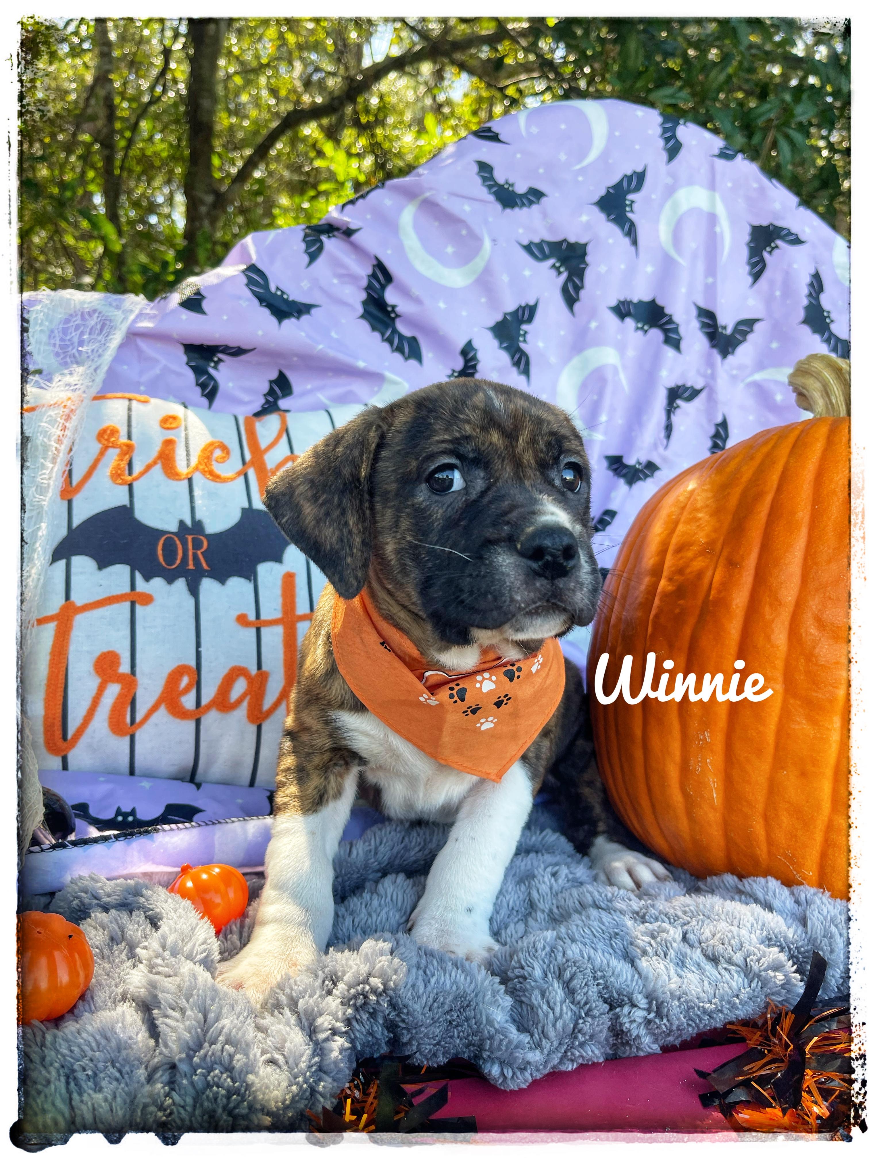 Winnie, Adopted, Puppy Female Black Mouth Cur.