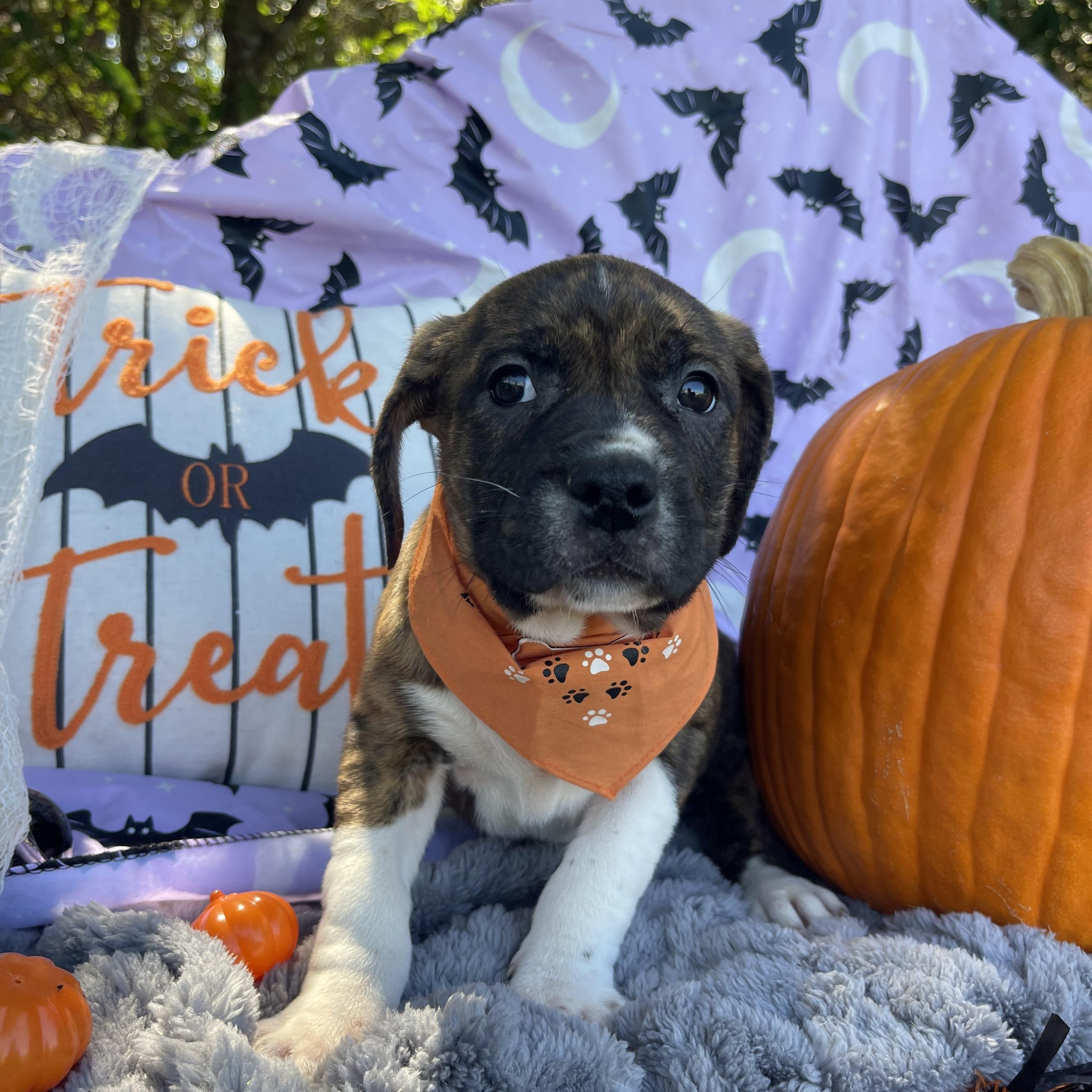 Enlarge Winnie, a Adopted mixed breed in Sebring, FL image 2/6
