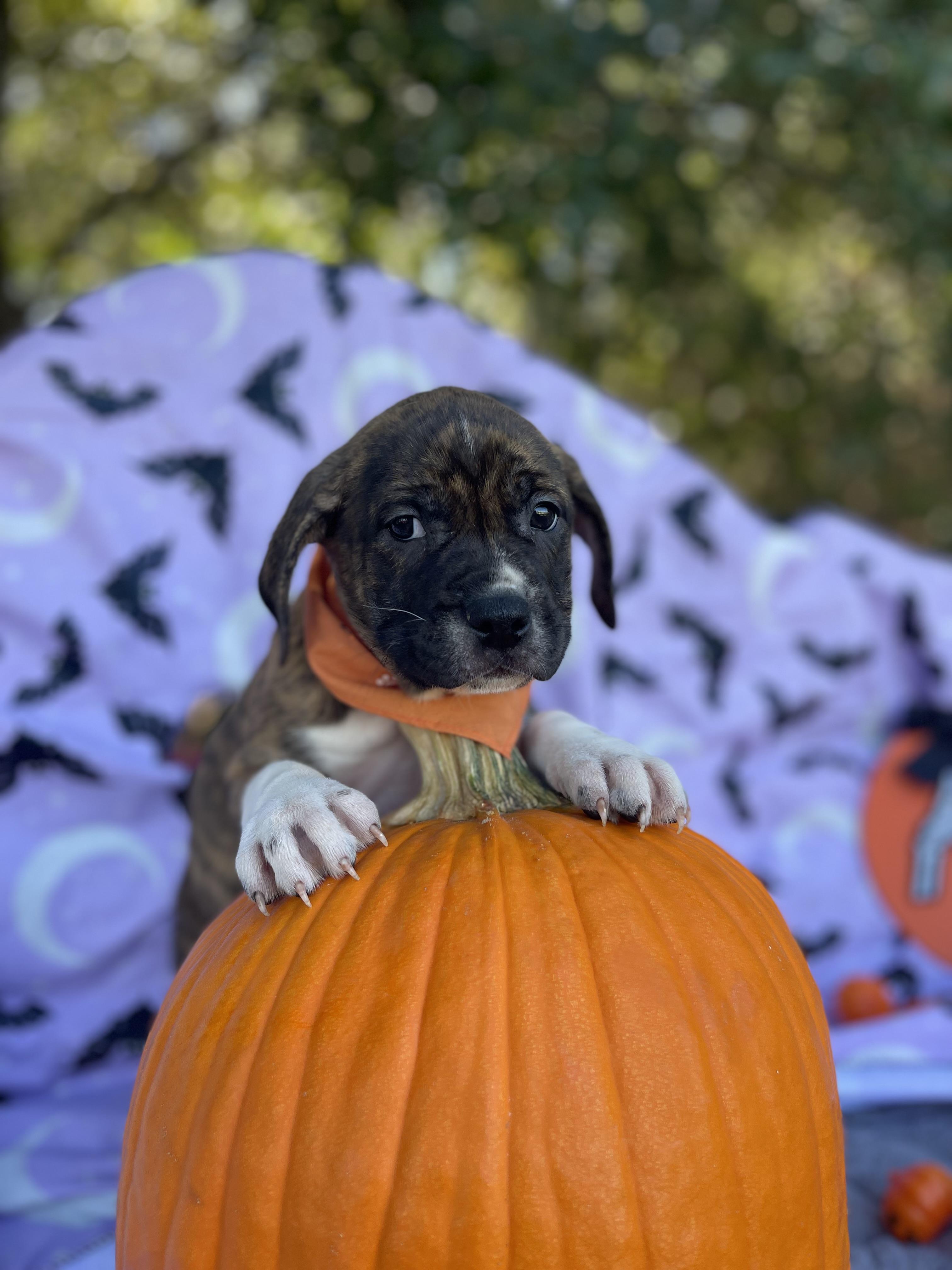 Enlarge Winnie, a Adopted mixed breed in Sebring, FL image 5/6