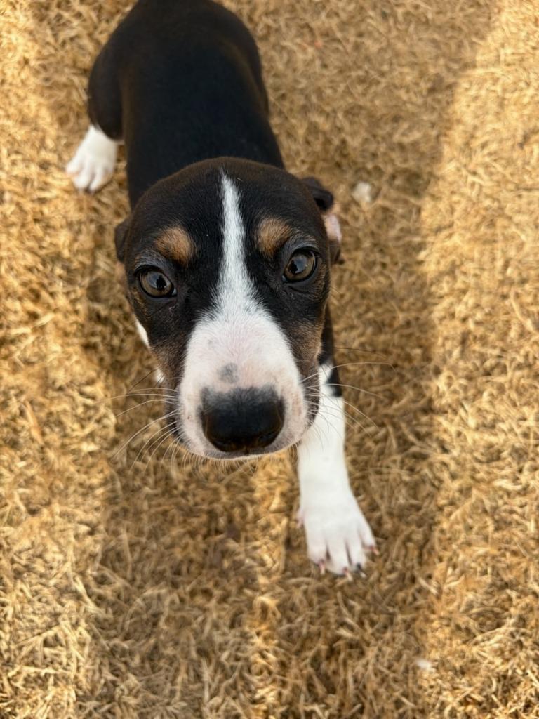 Jasper, Adoptable, Puppy Male Hound & Mixed Breed.