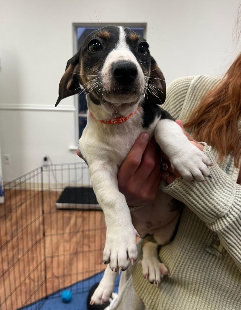 Enlarge Jasper, a Adoptable mixed breed in Fayetteville, AR image 2/2
