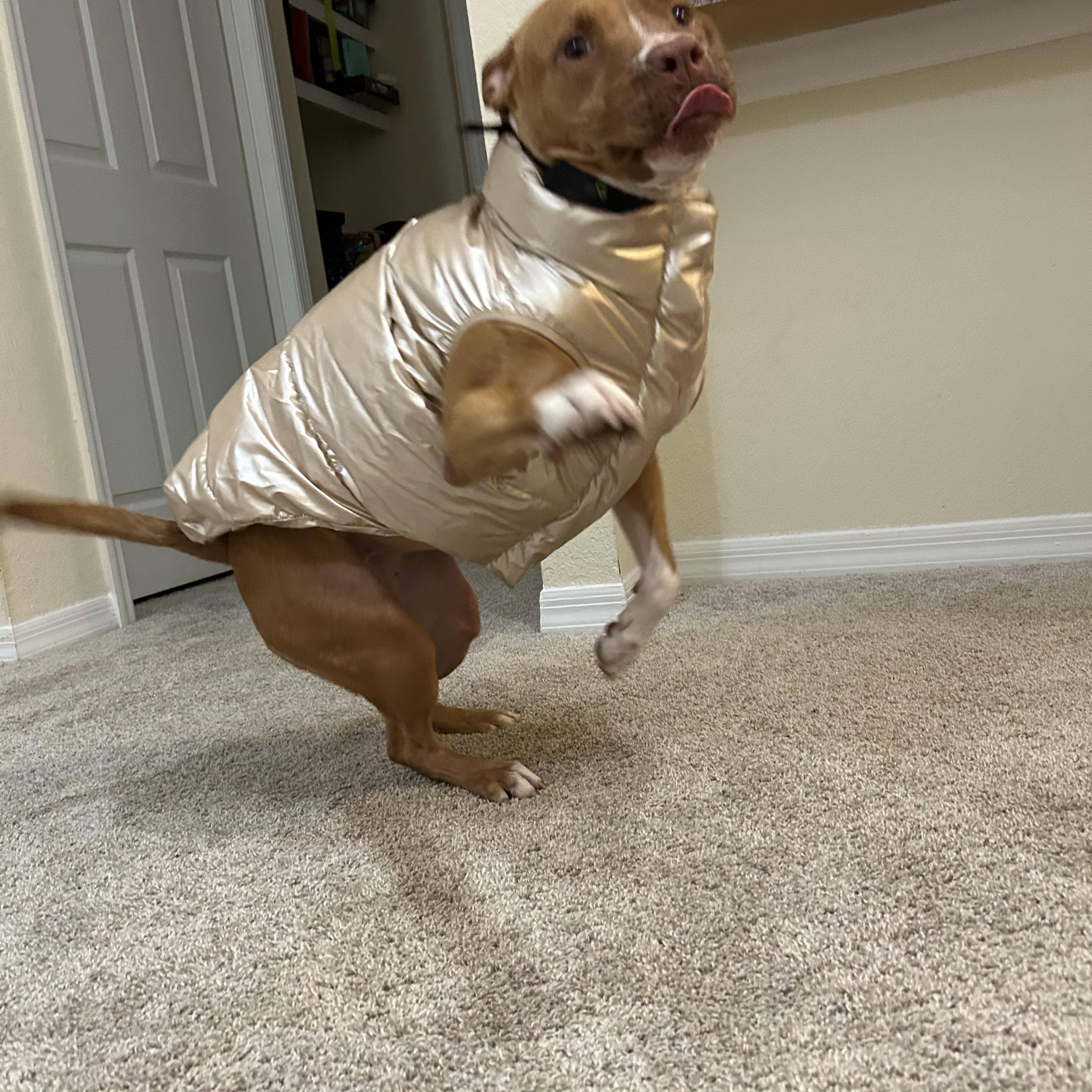 Roxy, a Adoptable mixed breed in Charlotte, NC image 4/6