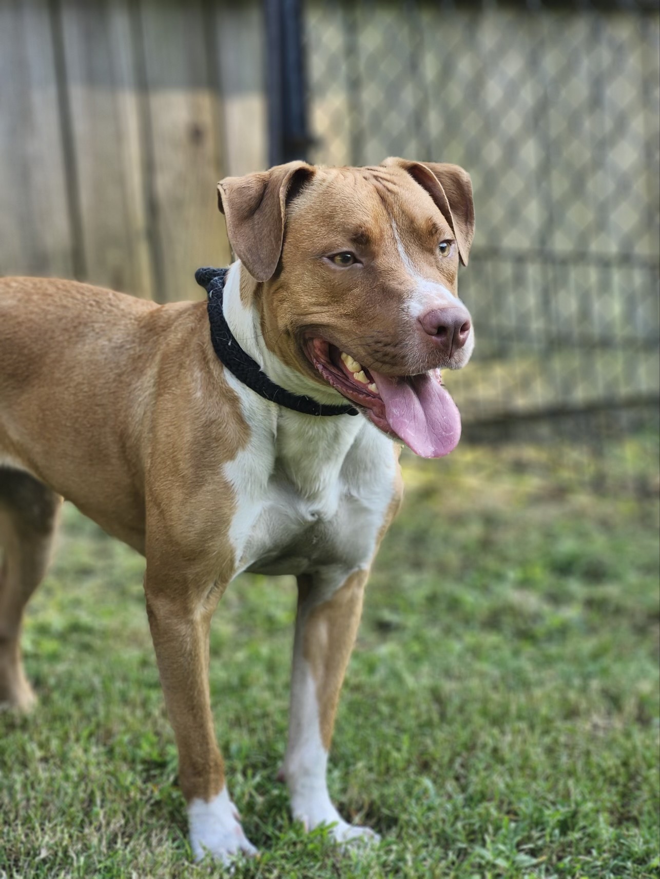 Roxy, a Adoptable mixed breed in Charlotte, NC image 6/6