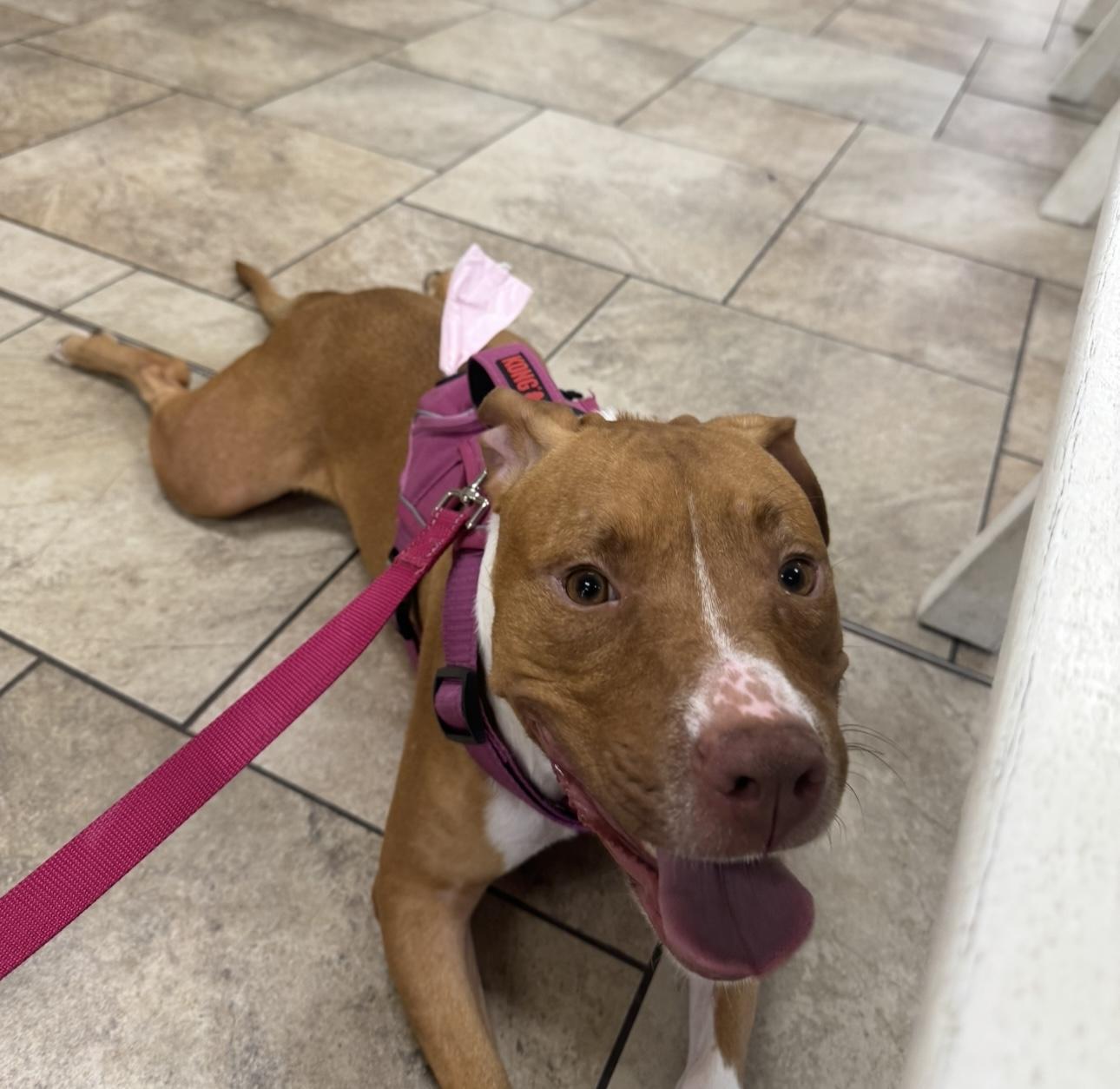 Roxy, a Adoptable mixed breed in Charlotte, NC image 1/6