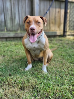 Roxy, a Adoptable mixed breed in Charlotte, NC image 3/6