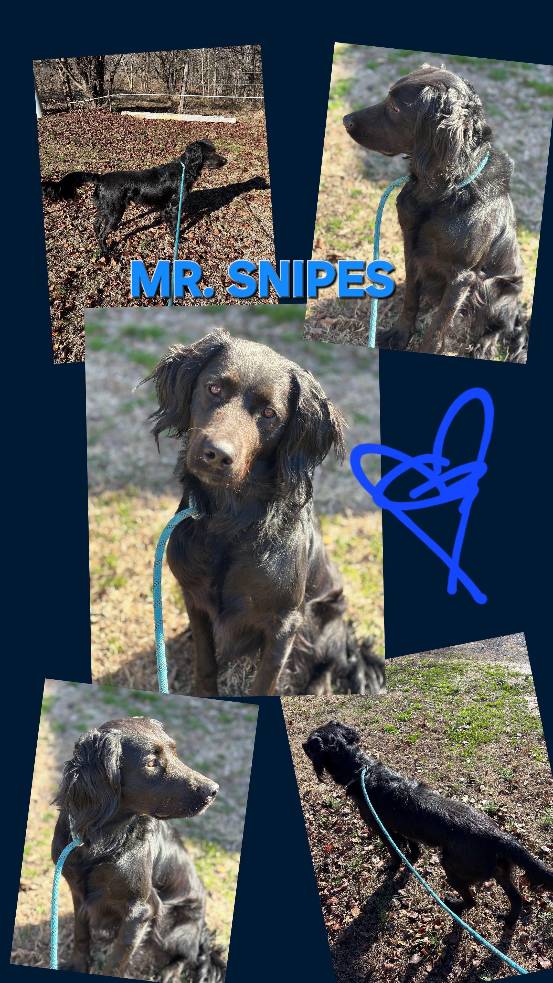 Enlarge MR. SNIPES, a ADOPTABLE Flat-Coated Retriever in Jackson, TN image 1/6
