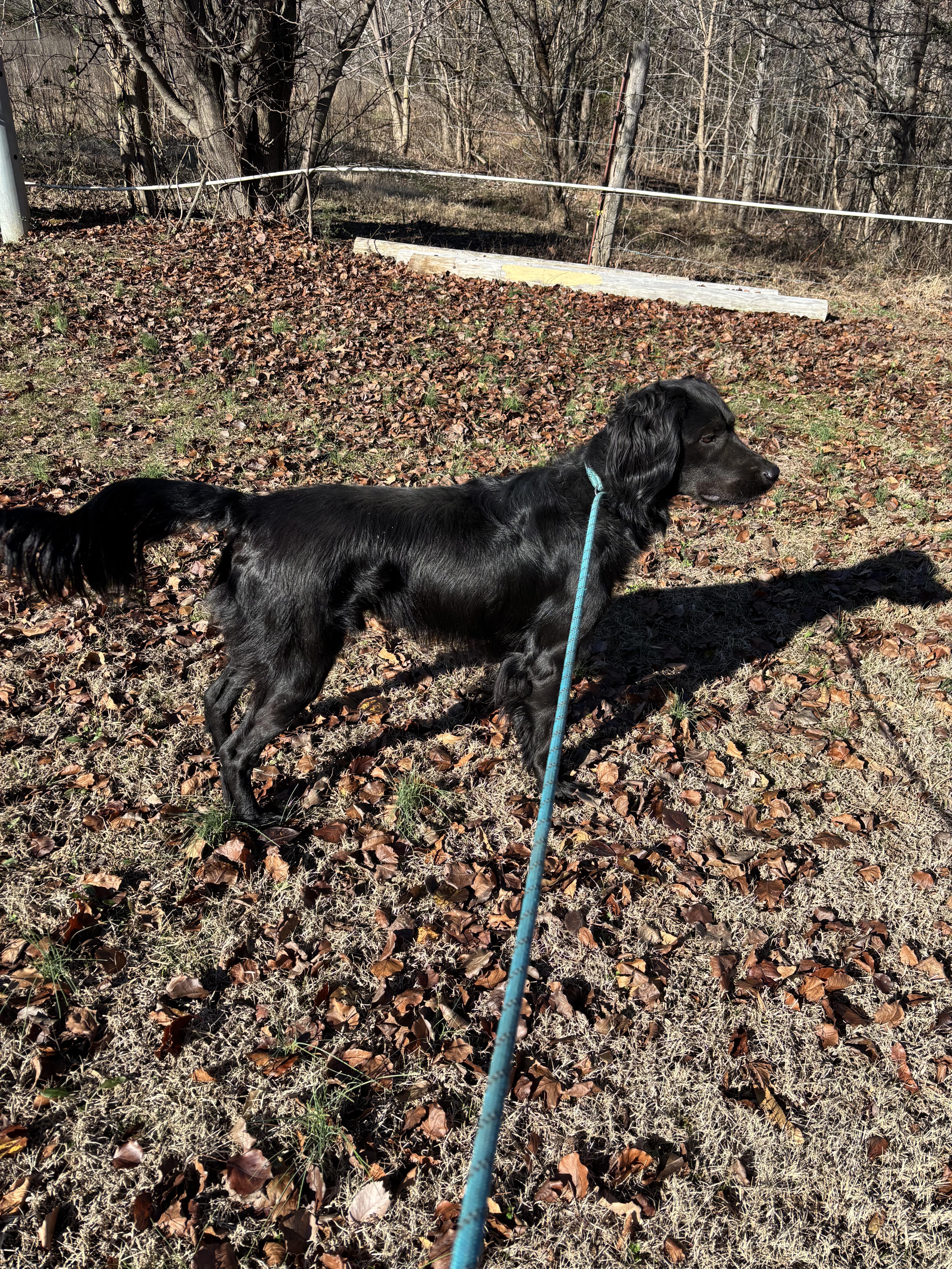 Enlarge MR. SNIPES, a ADOPTABLE Flat-Coated Retriever in Jackson, TN image 5/6