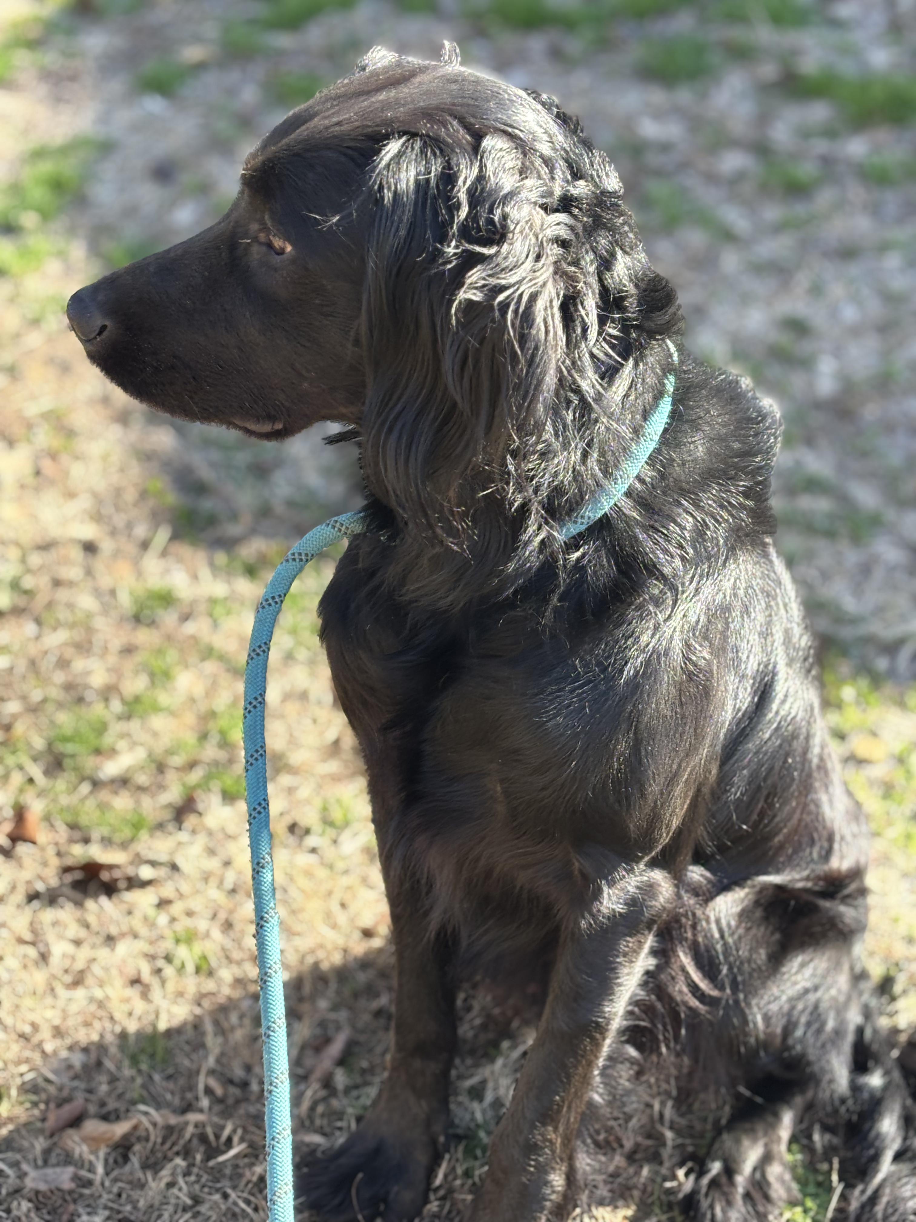 Enlarge MR. SNIPES, a ADOPTABLE Flat-Coated Retriever in Jackson, TN image 3/6