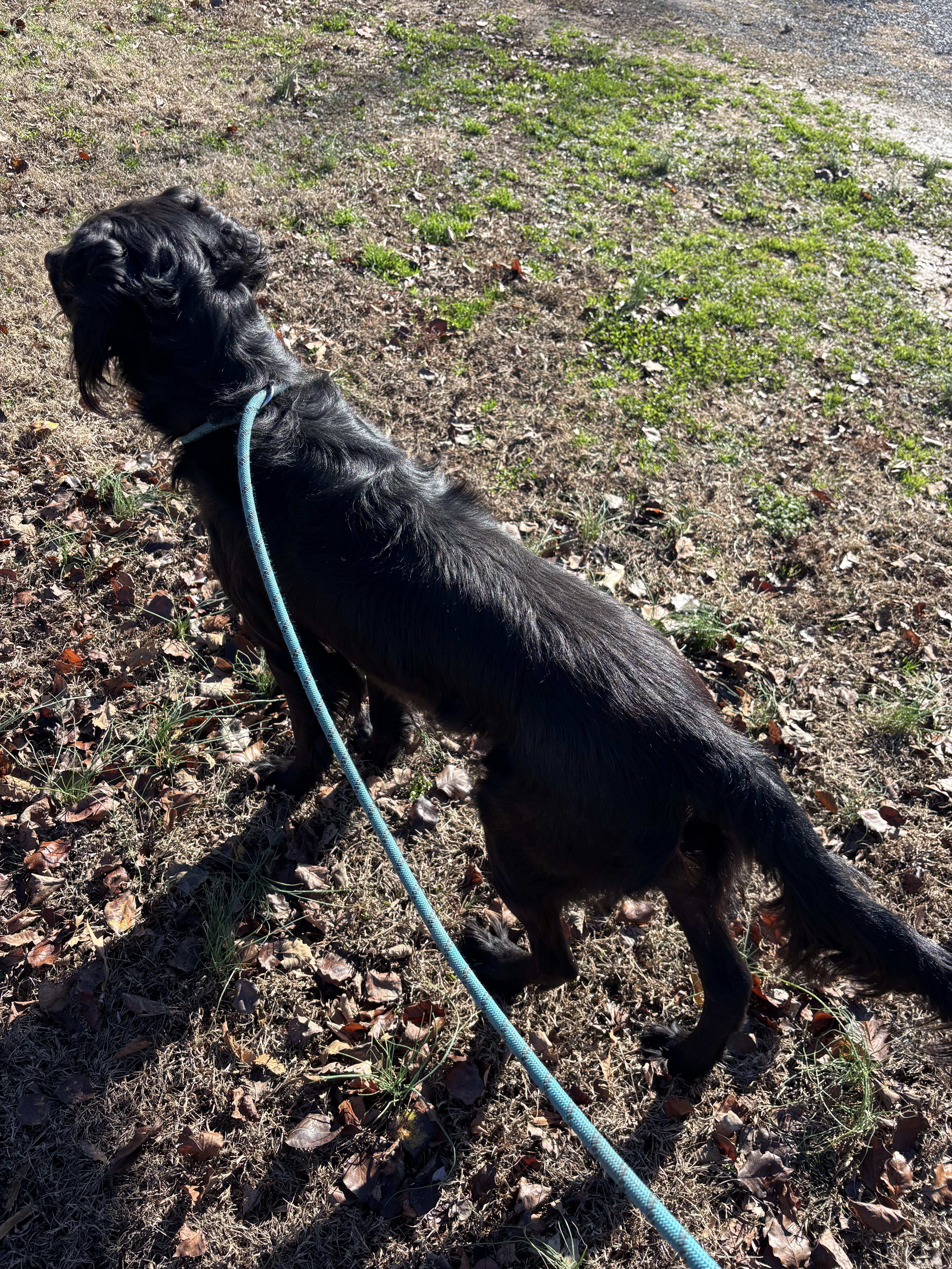 Enlarge MR. SNIPES, a ADOPTABLE Flat-Coated Retriever in Jackson, TN image 4/6