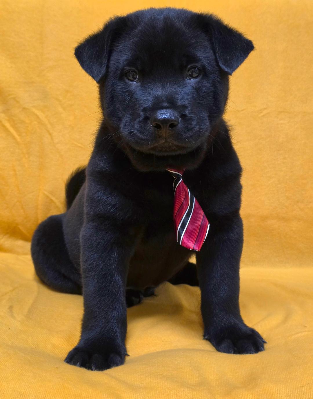 Enlarge Tao, a ADOPTABLE mixed breed in Phenix City, AL image 4/4