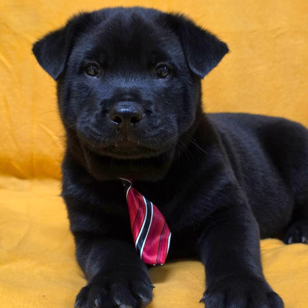 Tao, ADOPTABLE, Puppy Male Chow Chow.