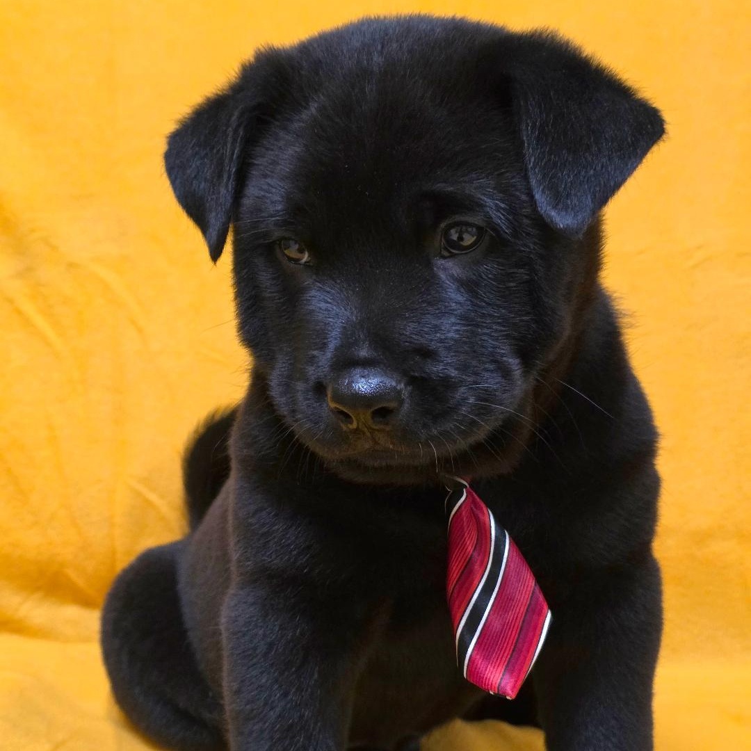 Enlarge Tao, a ADOPTABLE mixed breed in Phenix City, AL image 3/4