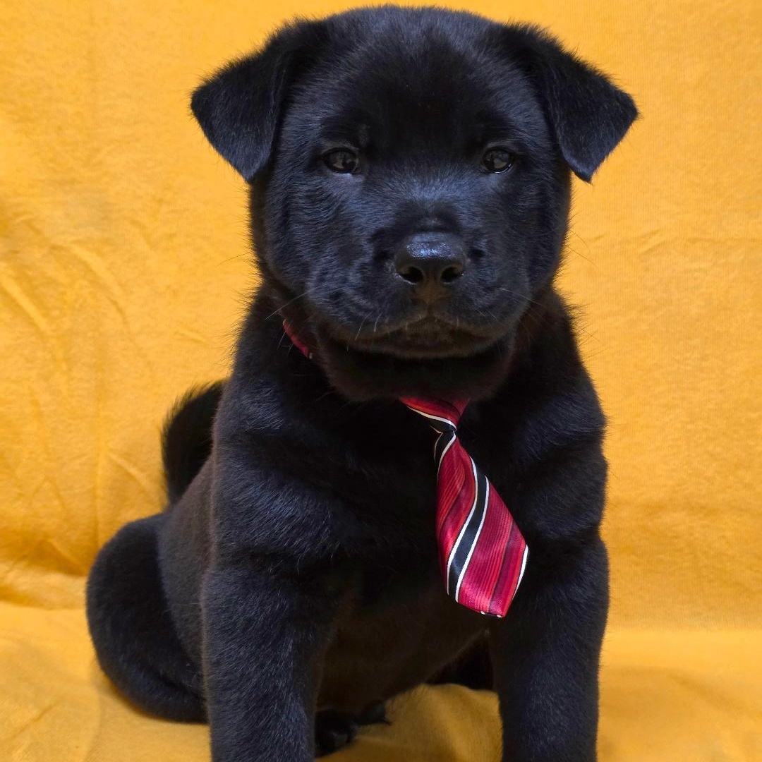 Enlarge Tao, a ADOPTABLE mixed breed in Phenix City, AL image 2/4