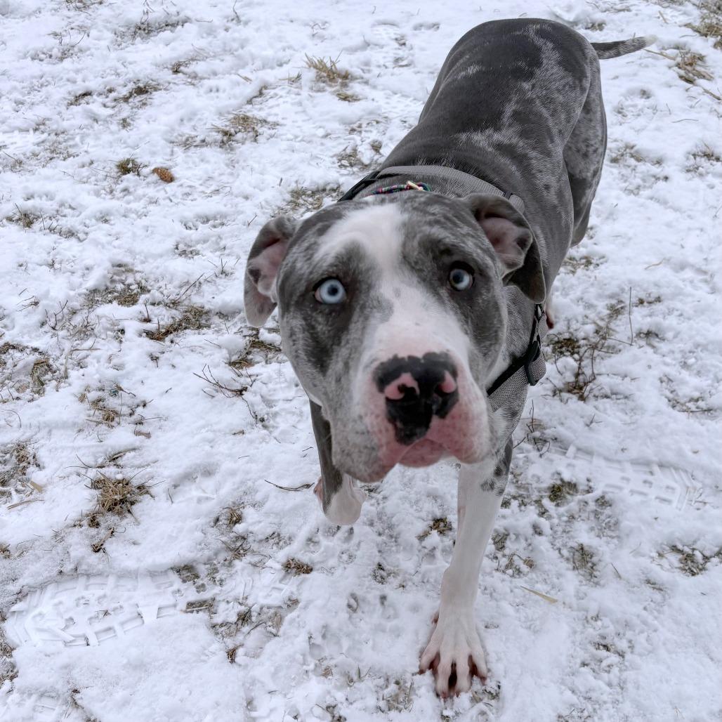 Carter, Adoptable, Adult Female Mixed Breed.