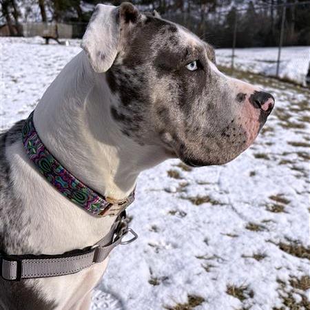 Enlarge Carter, a Adoptable Mixed Breed in South Burlington, VT image 4/5