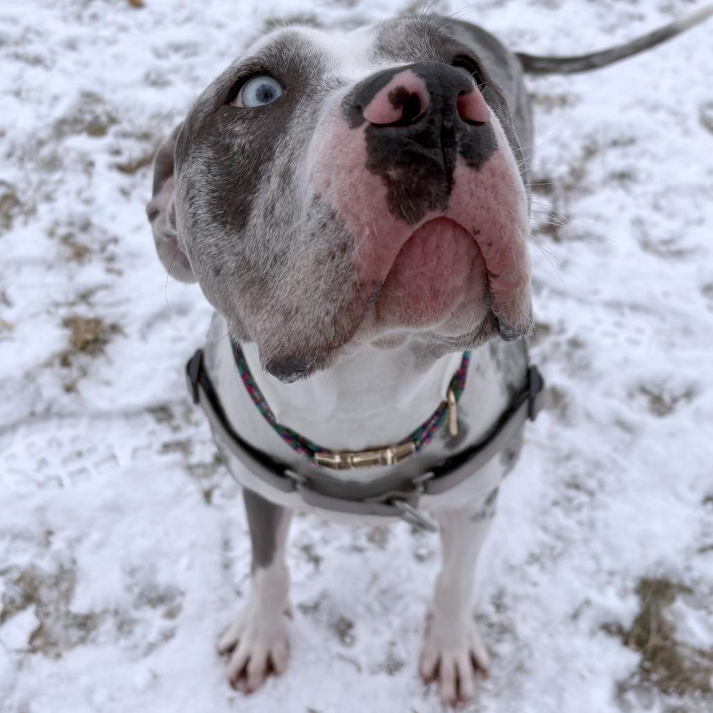 Enlarge Carter, a Adoptable Mixed Breed in South Burlington, VT image 5/5