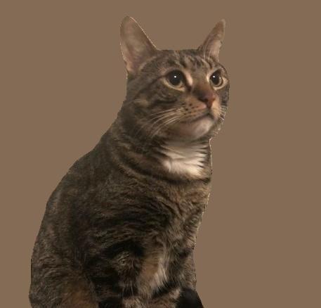 Otto #mitted-tabby, a Adoptable mixed breed in Houston, TX image 2/3